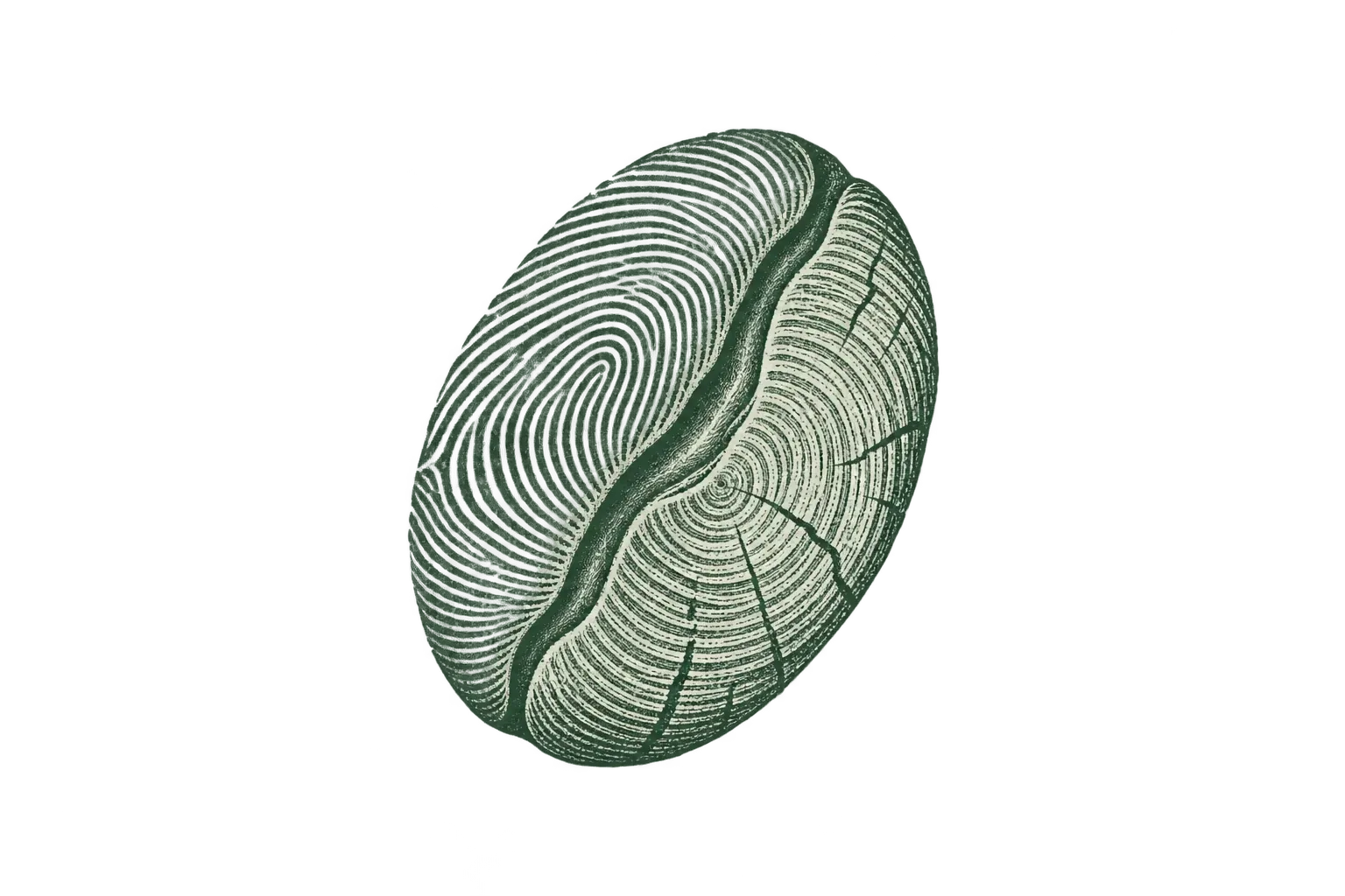A coffee bean illustrated with fingerprint lines