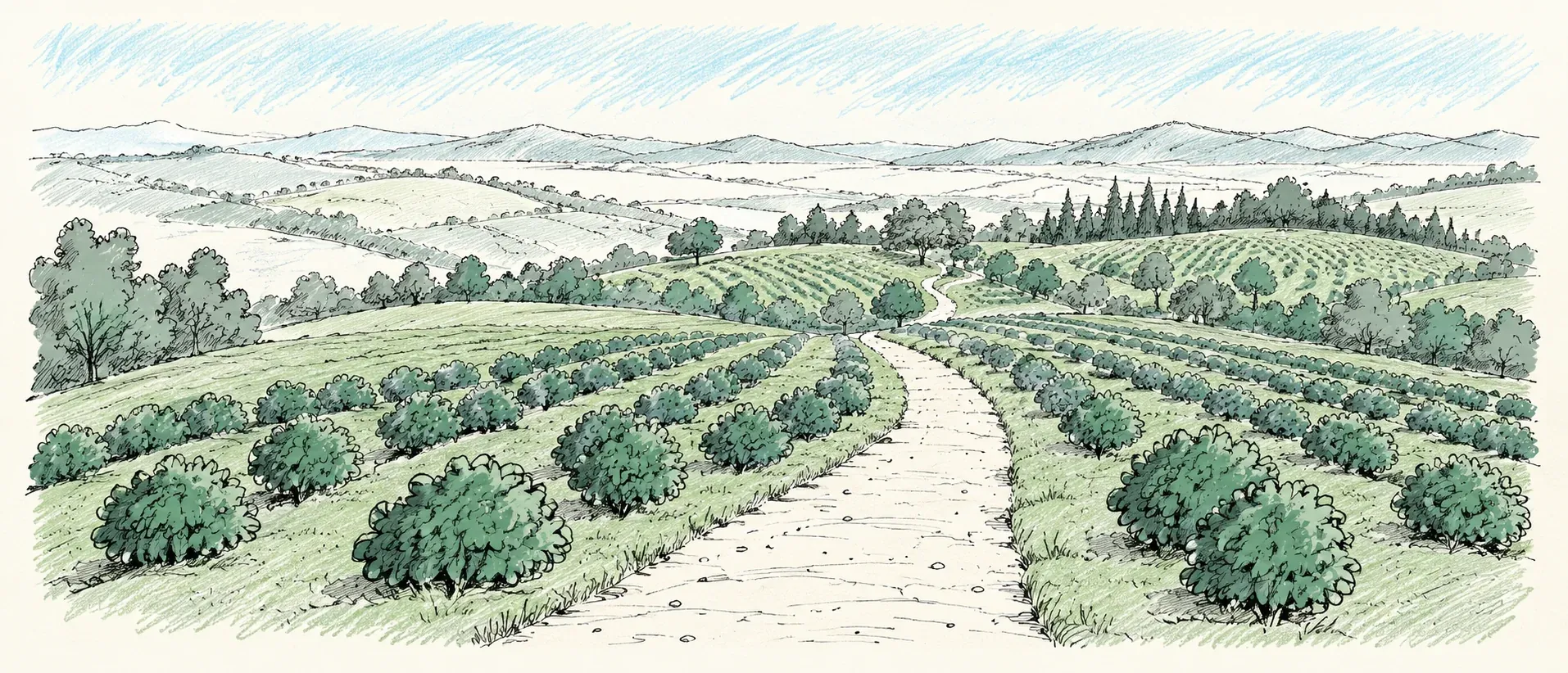 Illustrated coffee fields across the Kenyan highlands