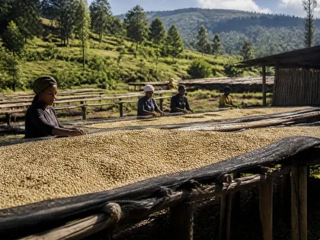 Coffee processing station in Kenya