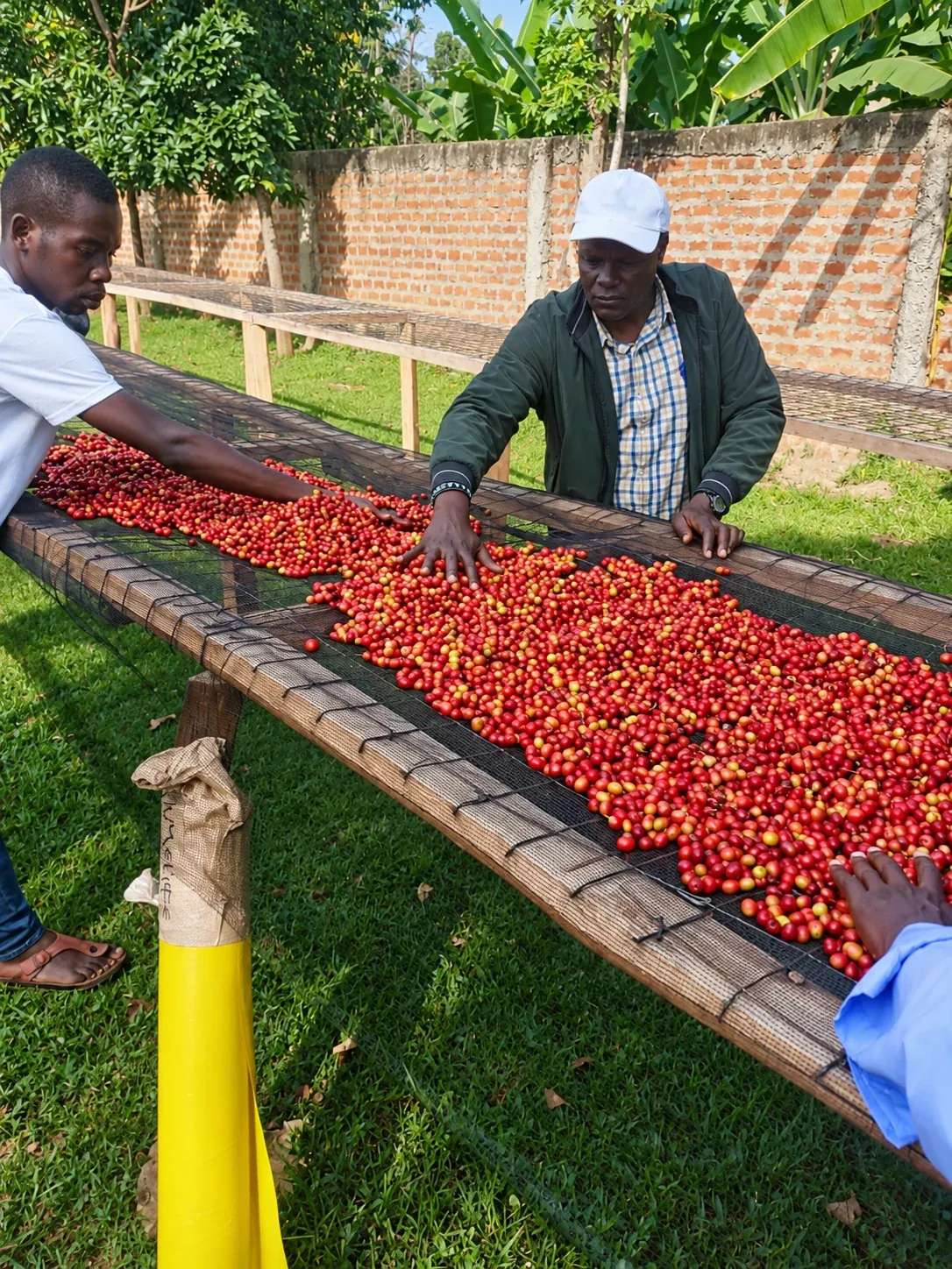 Kenyan producers sorting ripe red coffee cherries on raised drying beds
