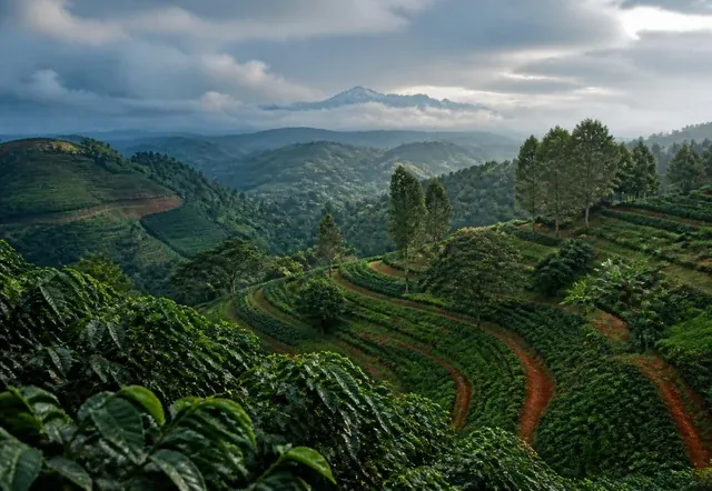 Coffee growing in the Kenyan highlands
