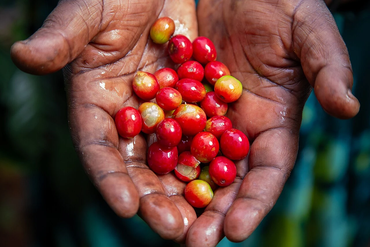 A farmer holding freshly picked coffee cherries