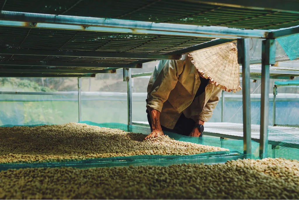 Green coffee drying on raised beds