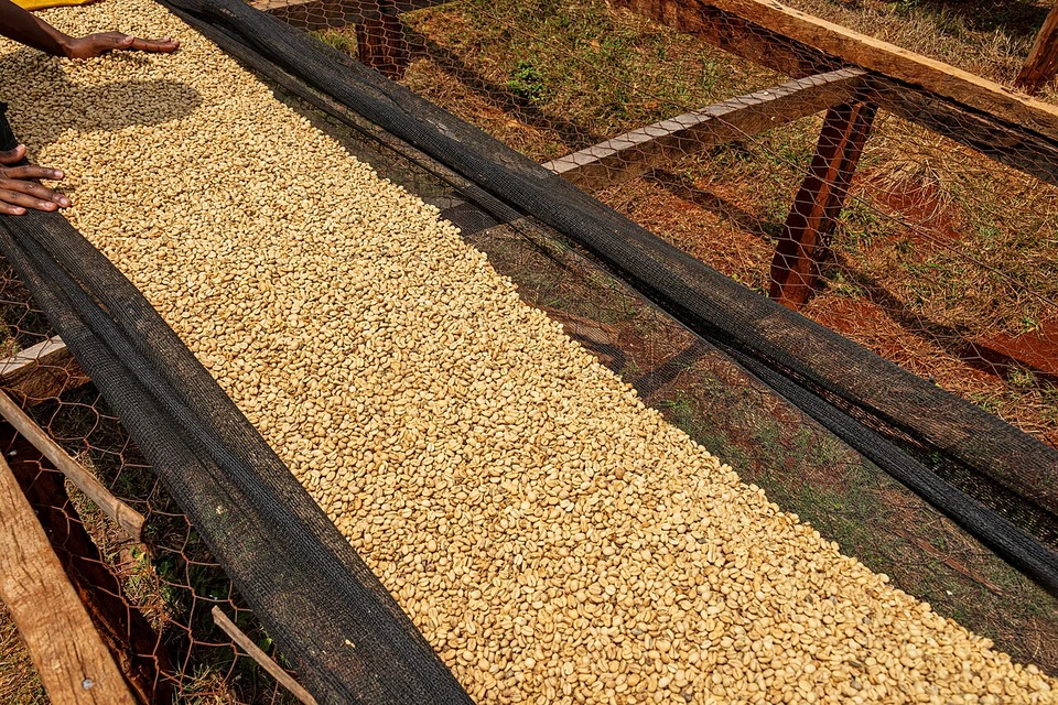 Coffee drying on raised beds