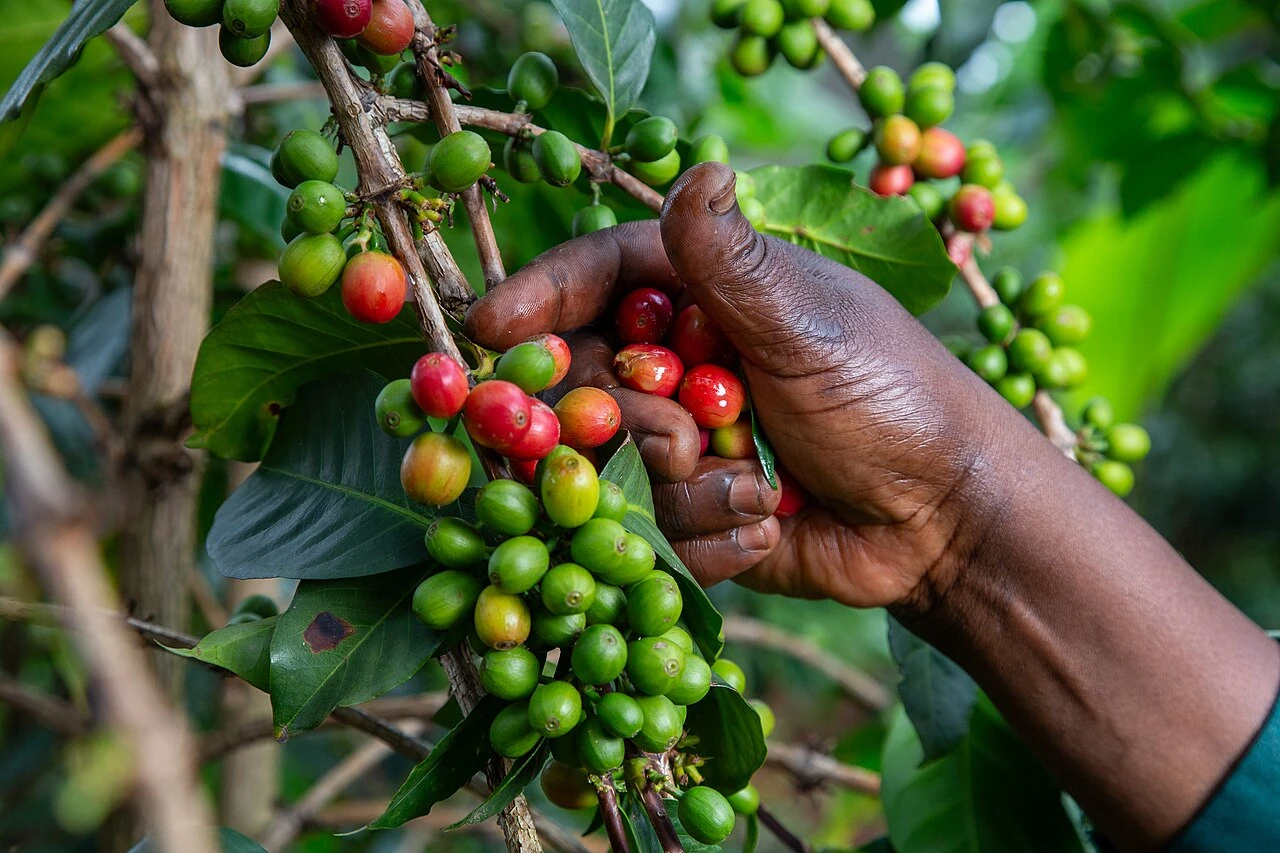 A picker's hand selecting ripe coffee cherries