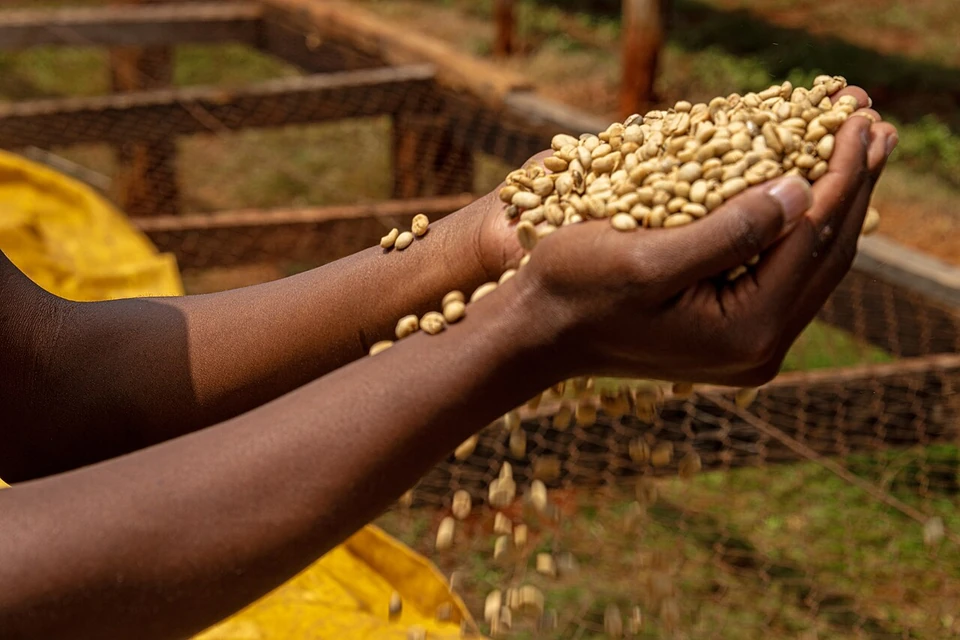 Dried coffee beans held in a pair of hands