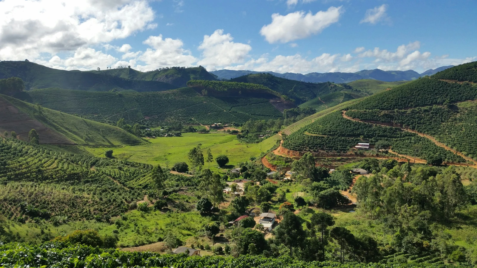 Coffee-growing landscape in the farm-profile design.