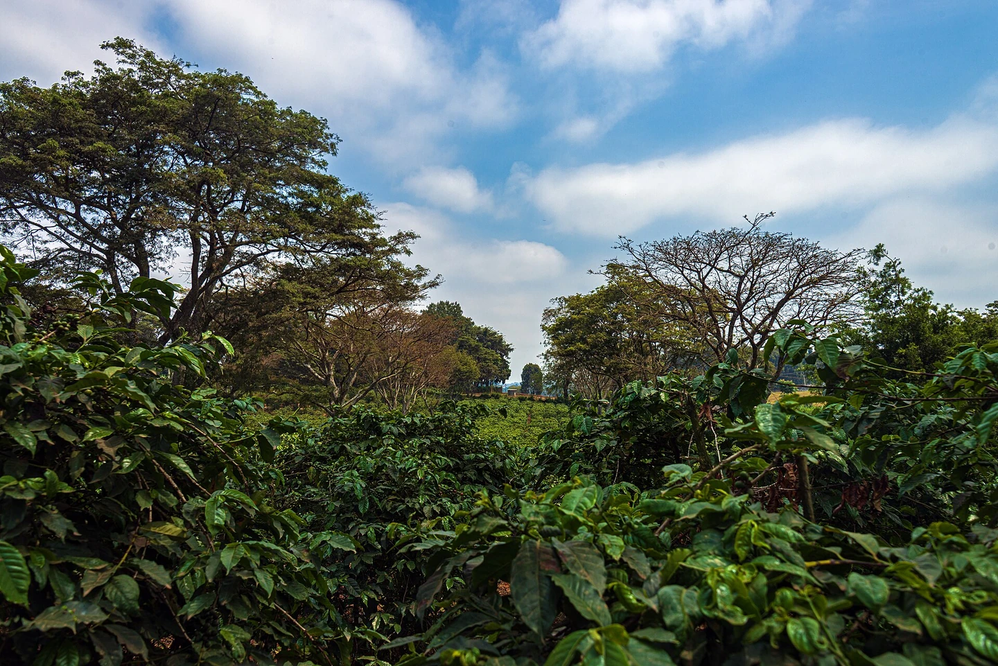 Coffee fields under a wide highland sky