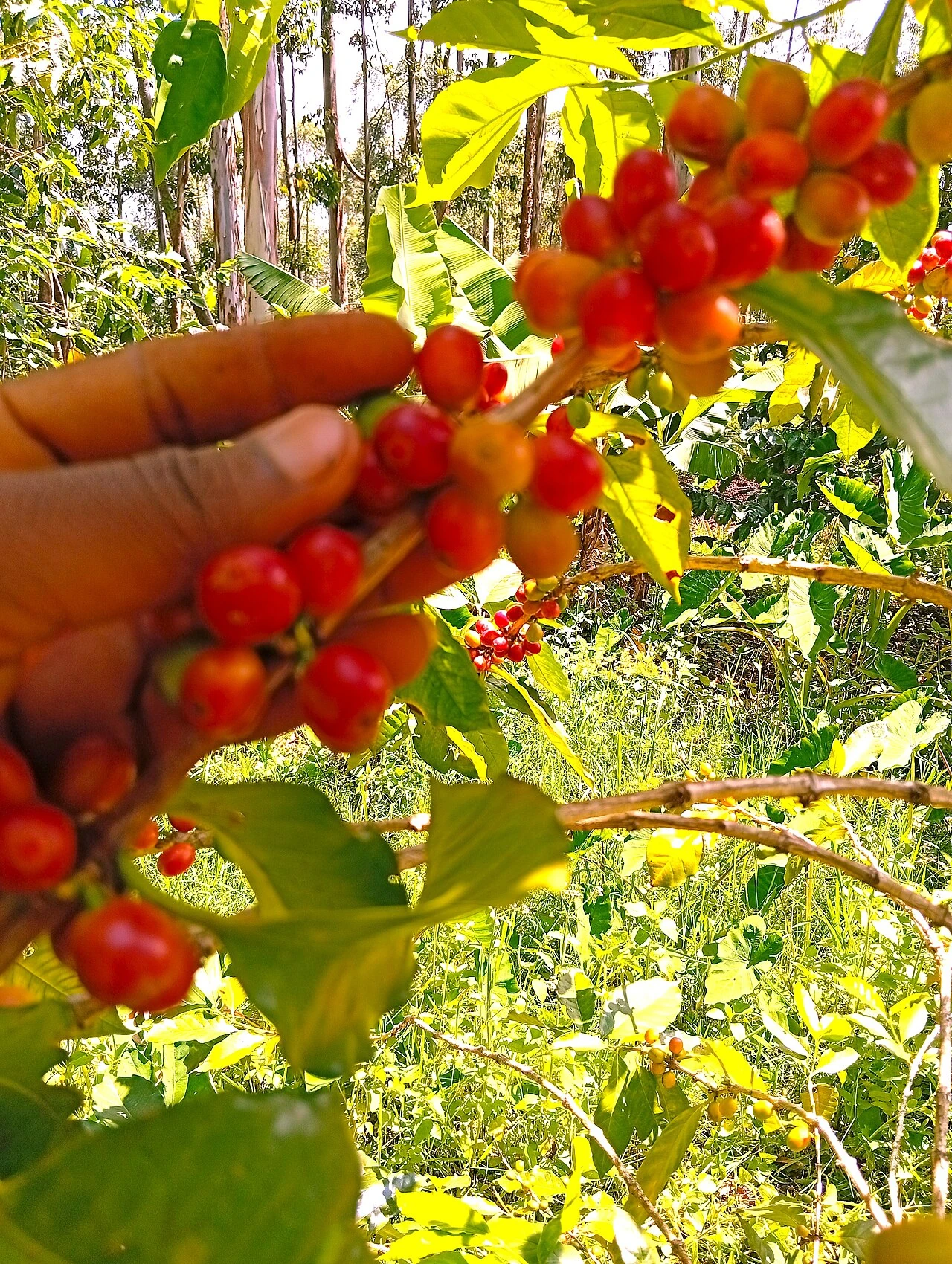 Ripe coffee cherries being prepared